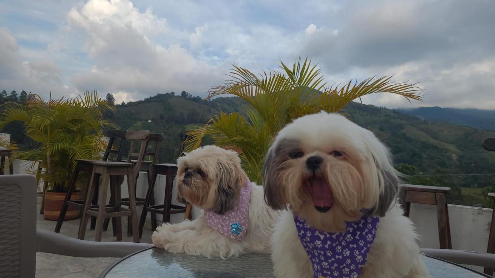 Hostal Hilltop Salento Ngoại thất bức ảnh